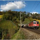 Kesselzug durch den Rebberg