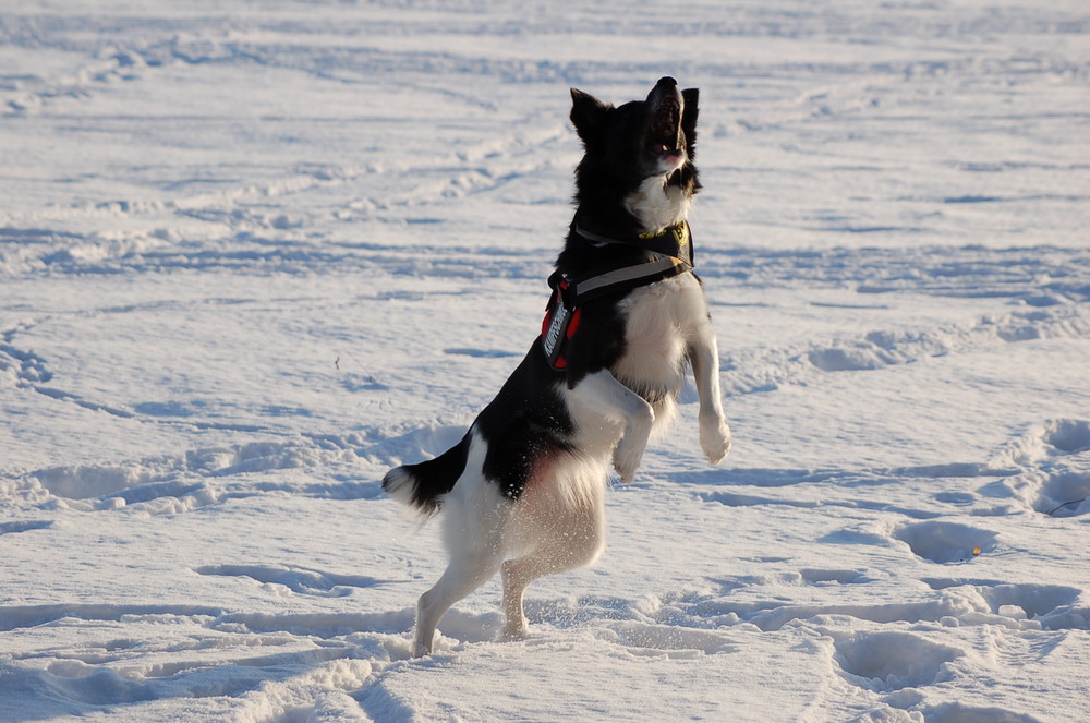 Kessi und Schnee