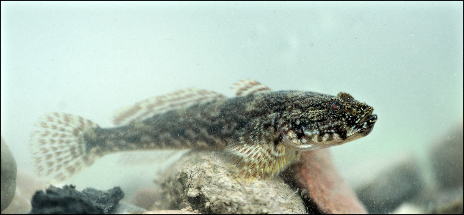 Kesslergrundel Foto & Bild tiere, wildlife, fische Bilder auf