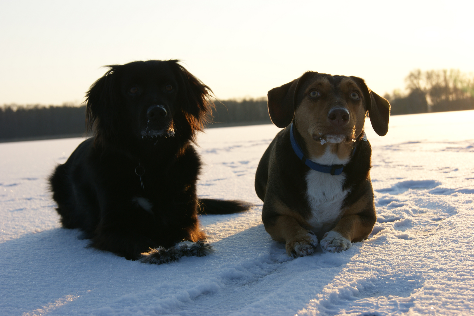 Kessy und Rocky aufm Eis