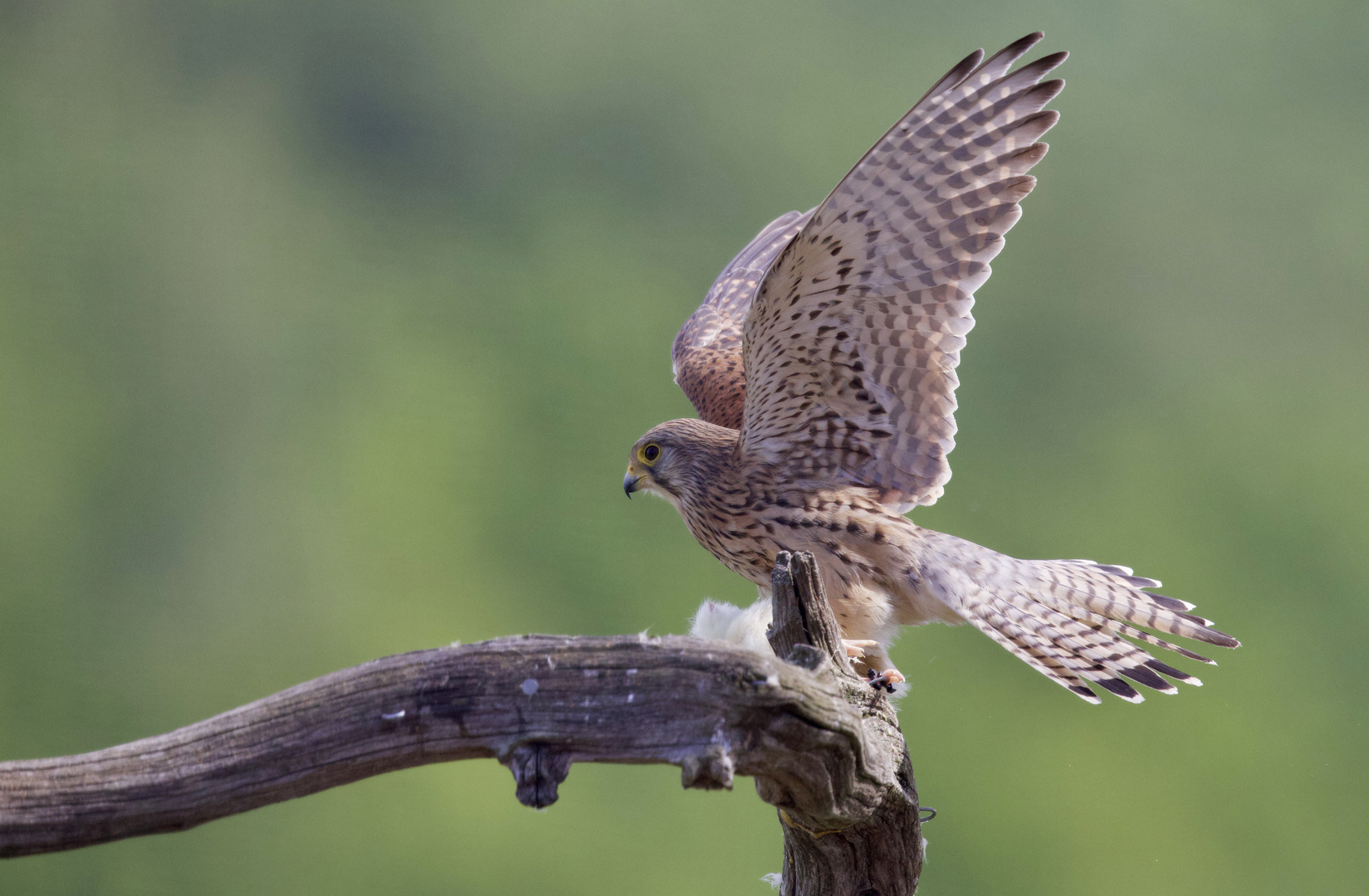 Kestrel