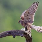 Kestrel