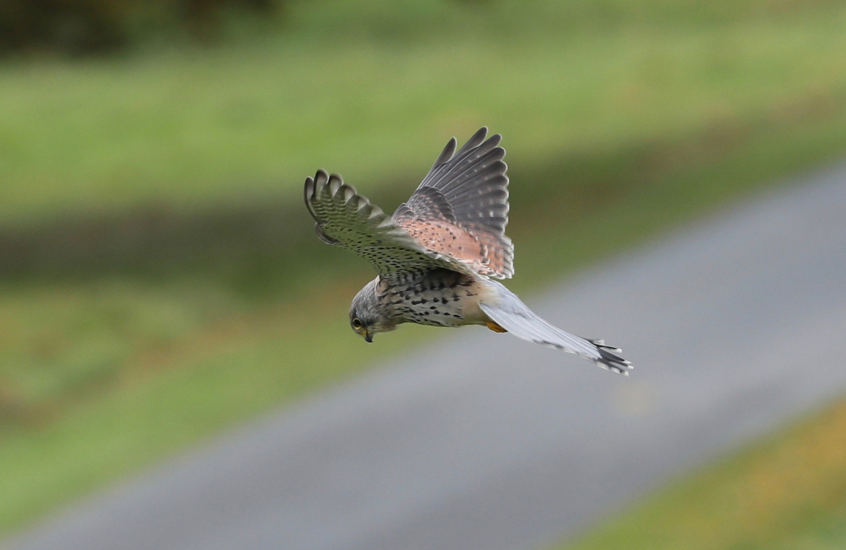 Kestrel