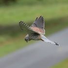 Kestrel