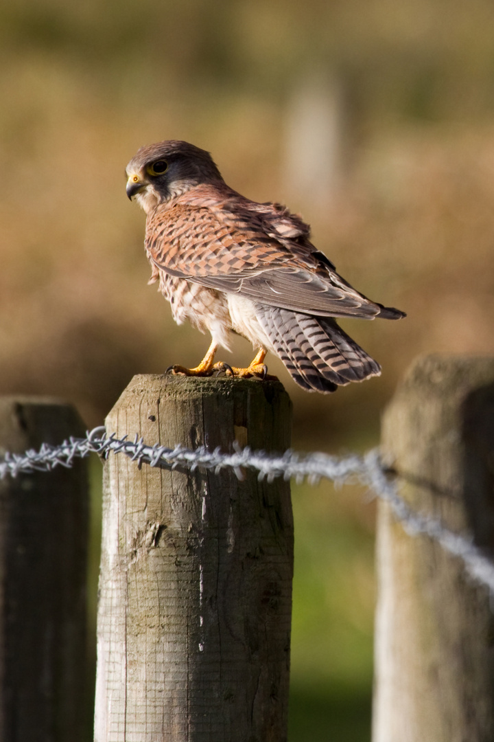 Kestrel