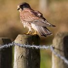 Kestrel