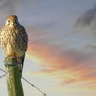 Kestrel