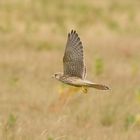 Kestrel