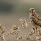 Kestrel #2