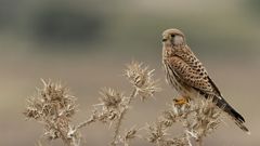 Kestrel #2