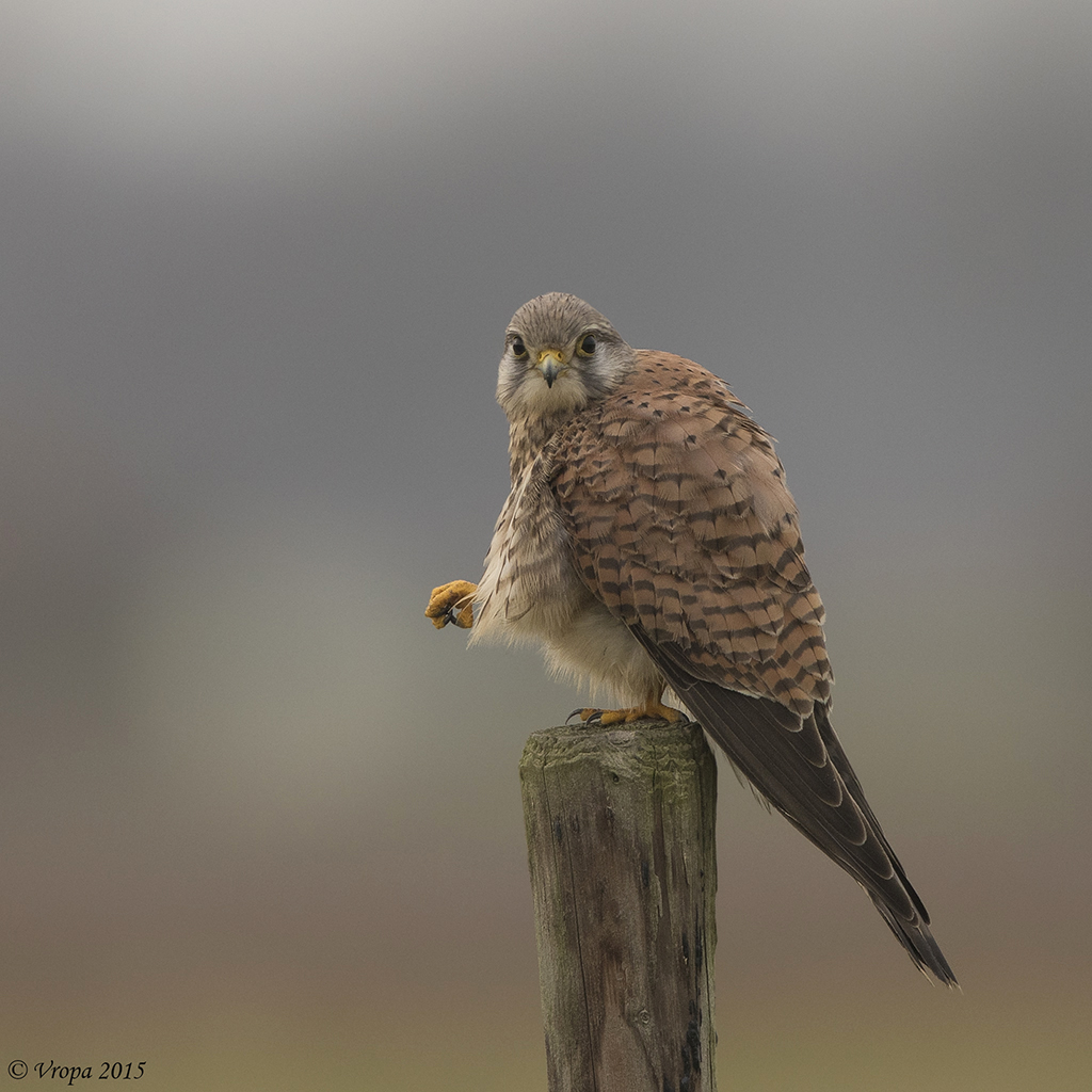 Kestrel