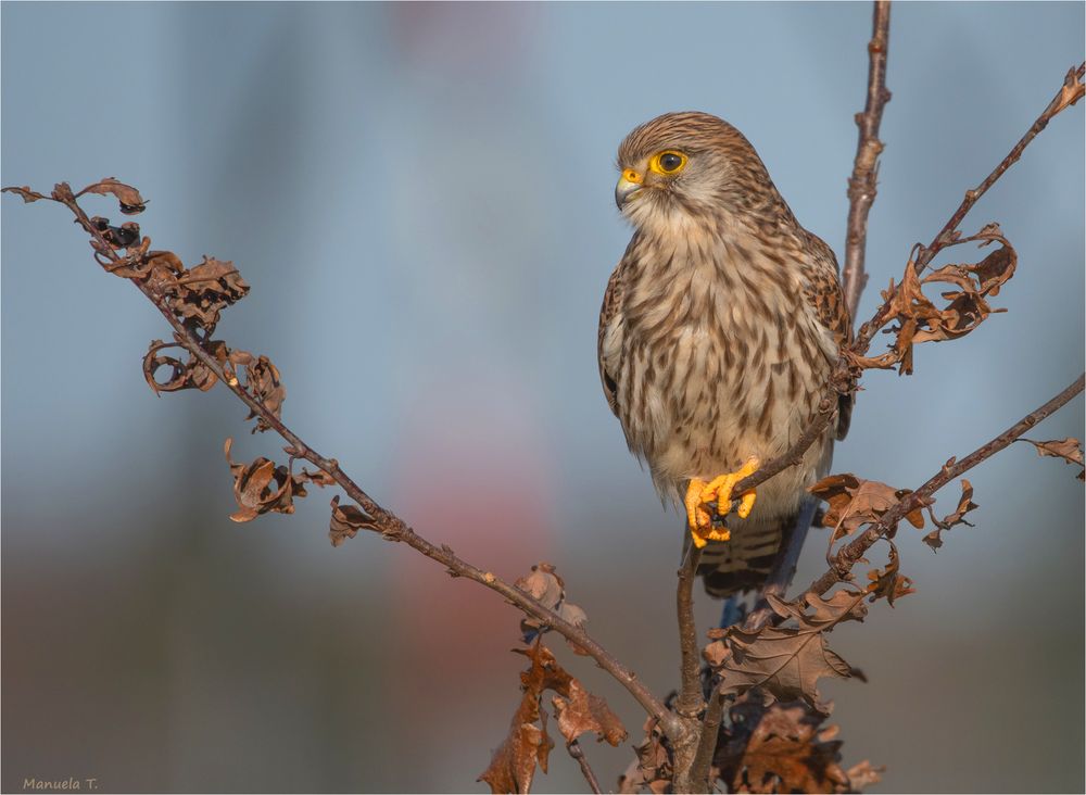 Kestrel