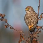 Kestrel