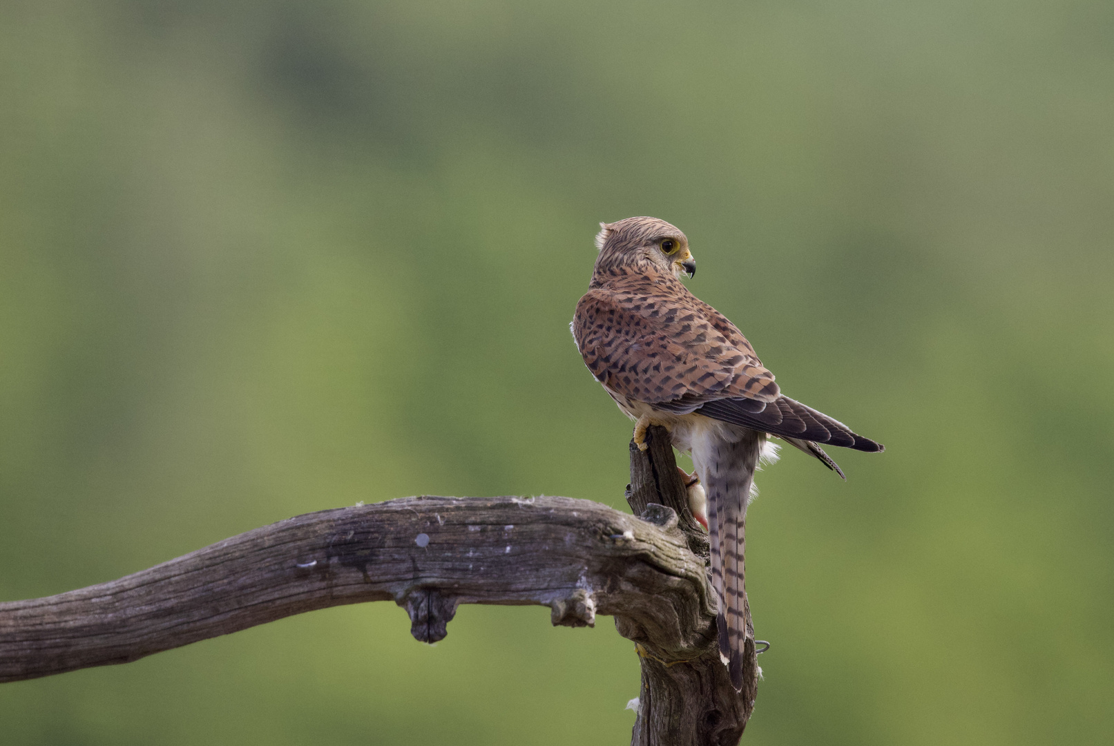 Kestrel