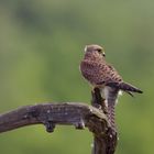 Kestrel