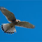 Kestrel