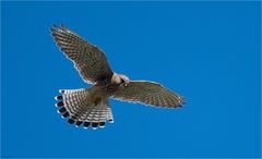 Kestrel