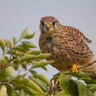 Kestrel