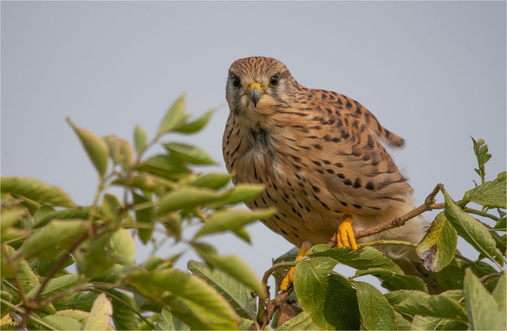 Kestrel