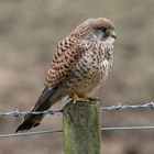 KESTREL