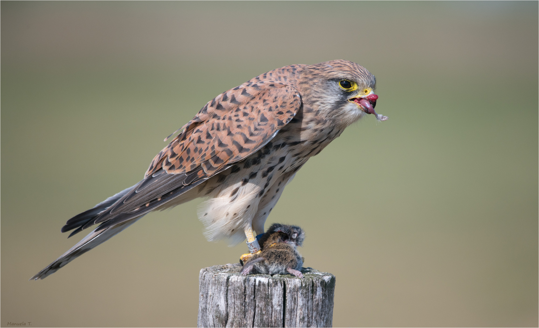 Kestrel