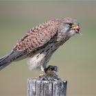 Kestrel