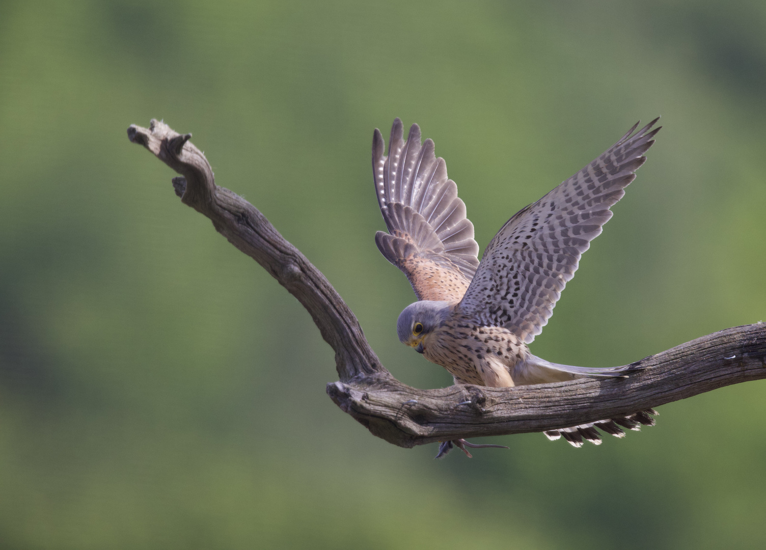 Kestrel