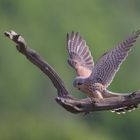 Kestrel