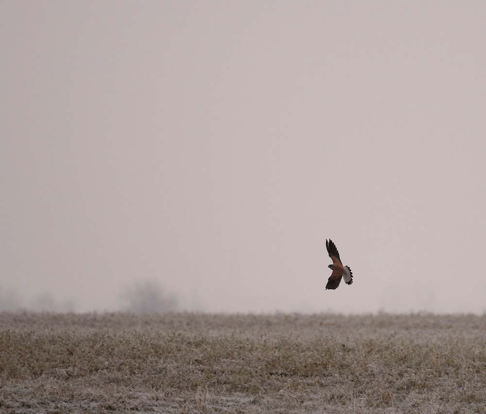 Kestrel