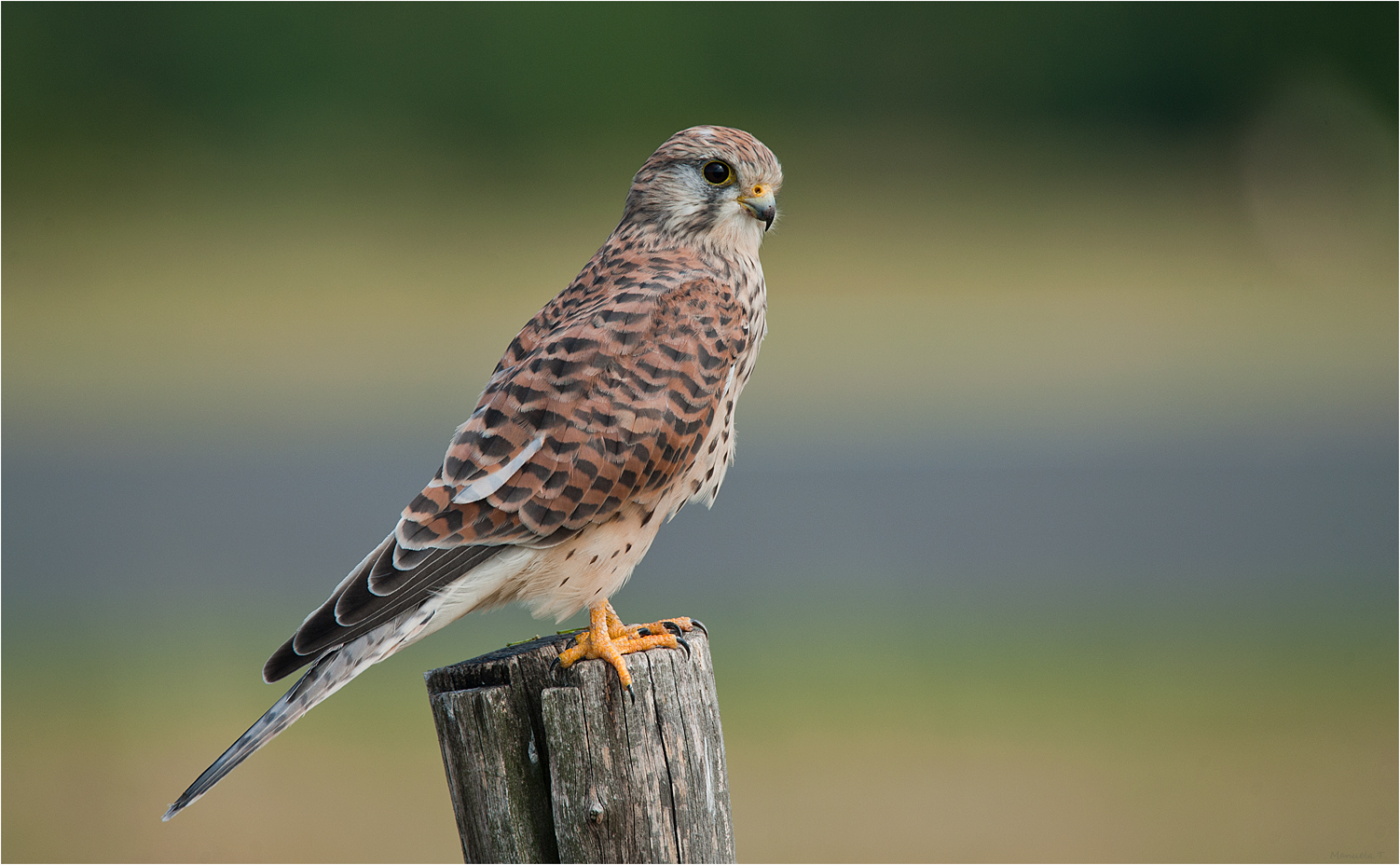 Kestrel