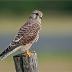 Kestrel