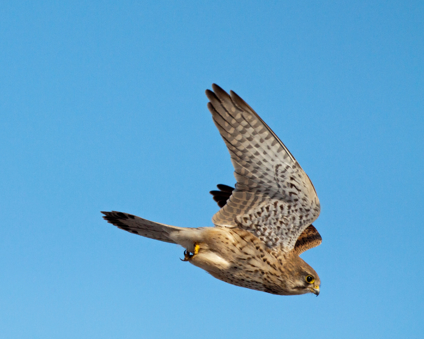 kestrel