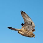 kestrel