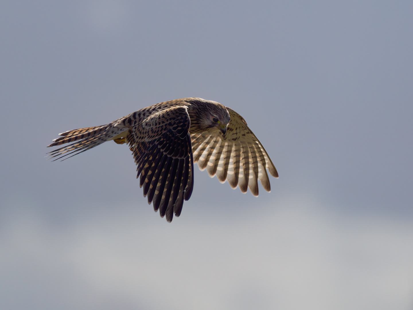 Kestrel