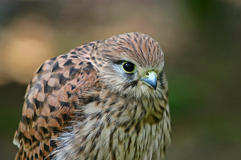 Kestrel