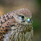 Kestrel