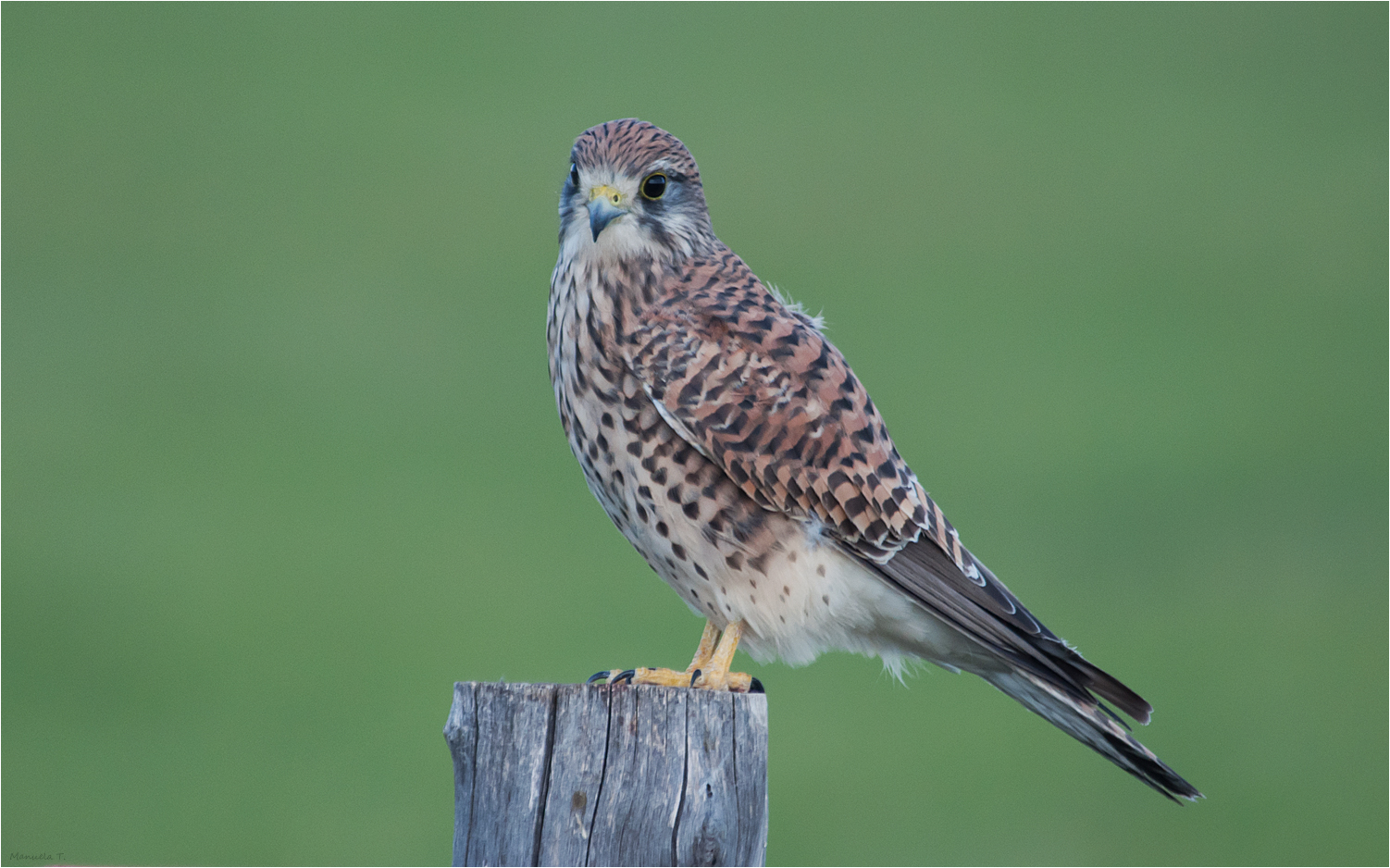 Kestrel