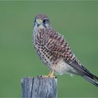 Kestrel