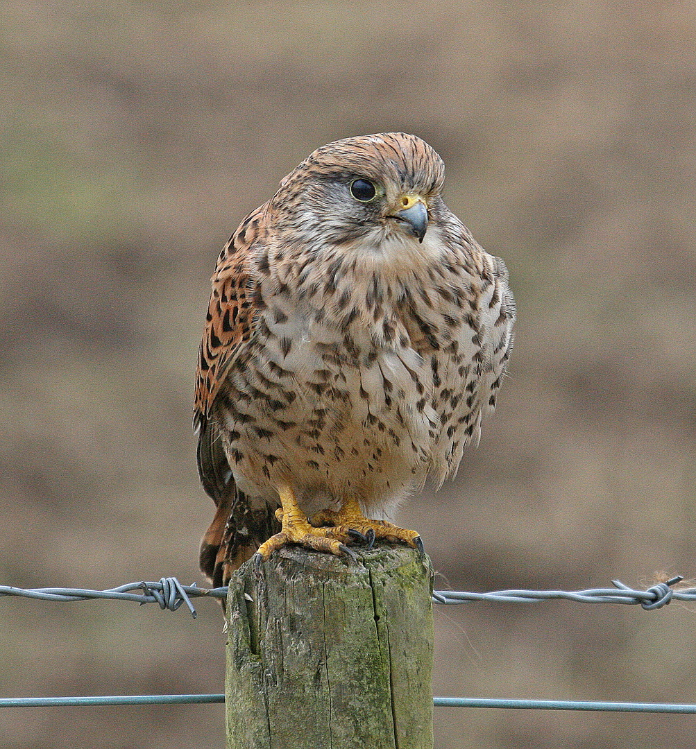 KESTREL