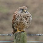 KESTREL