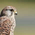 Kestrel