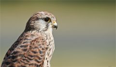 Kestrel