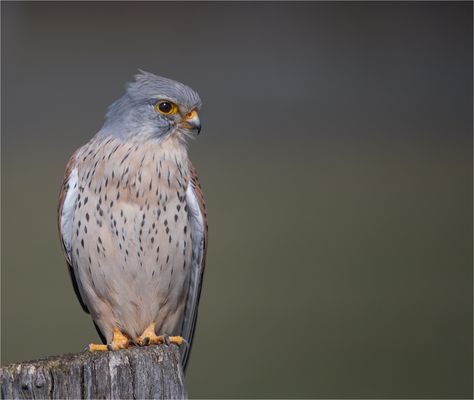 Kestrel