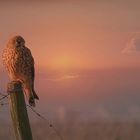 Kestrel