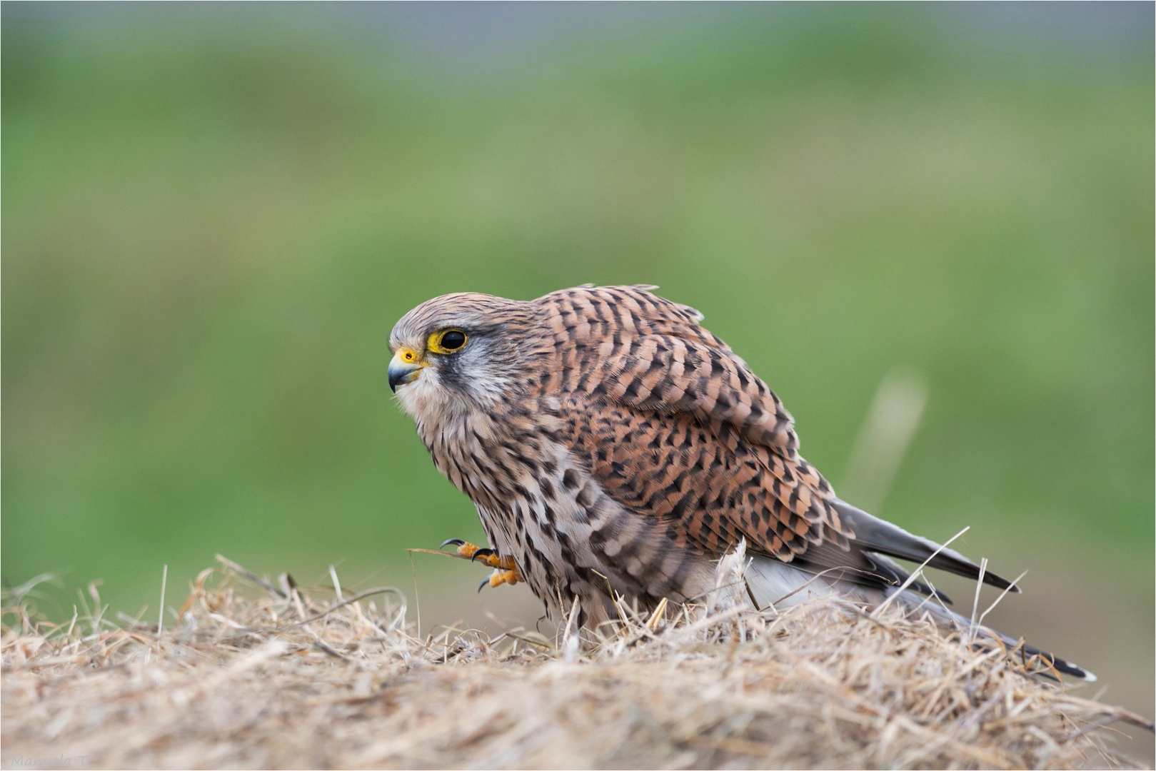 Kestrel