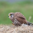 Kestrel