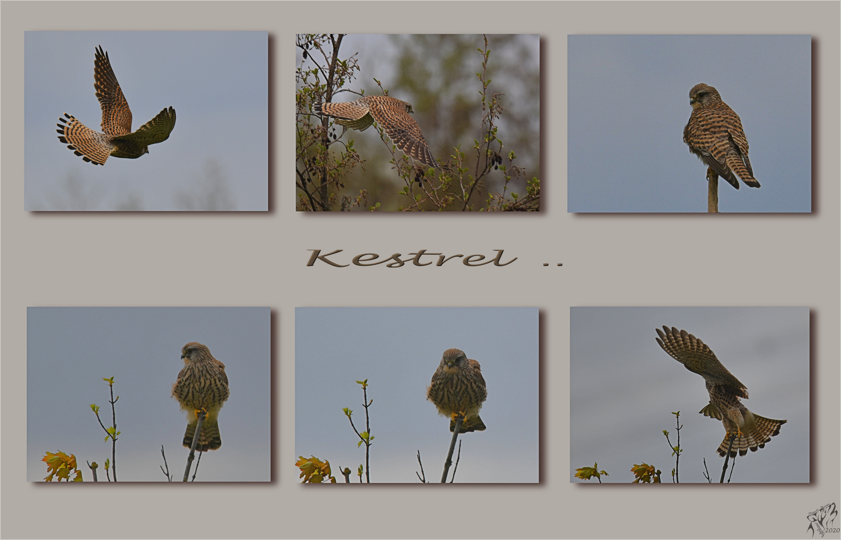 Kestrel ..