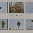 Kestrel ..