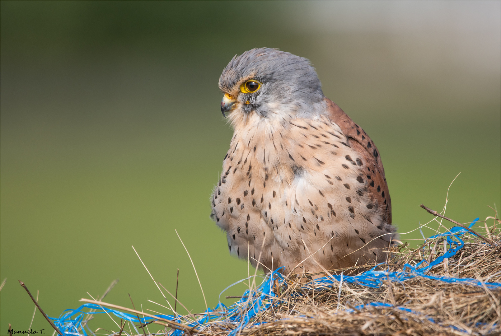 Kestrel