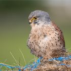 Kestrel